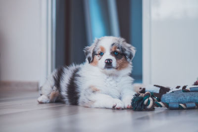 Tired australian shepherd puppy rests on her blanket and enjoys dreamland