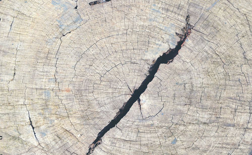 Close-up of tree stump