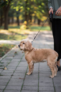 A brown cocker spaniel on a leash stands on a gray paving slab