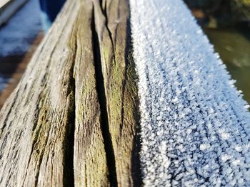 Close-up of tree trunk in winter