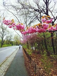 Pink flower tree by road against sky