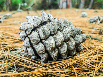 Close-up of pine cone on field