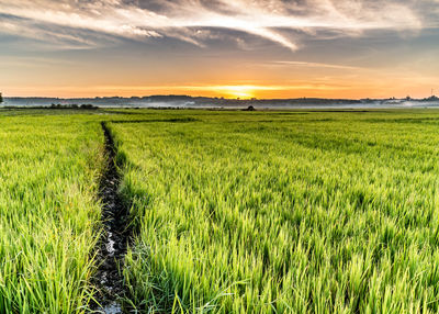 Scenic view of field against sky during sunset