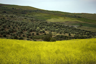 Scenic view of agricultural field against sky