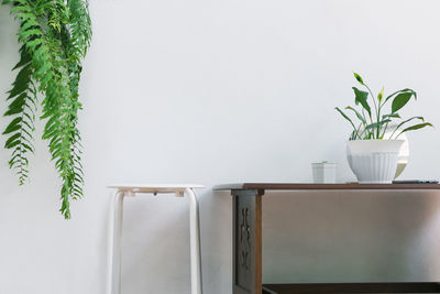 Potted plant on table at home