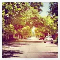 Road passing through trees