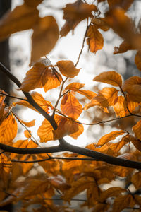 Close-up of autumnal leaves