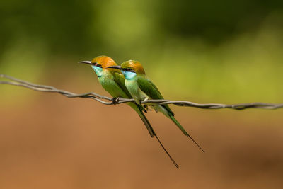 Close-up of birds perching on wire