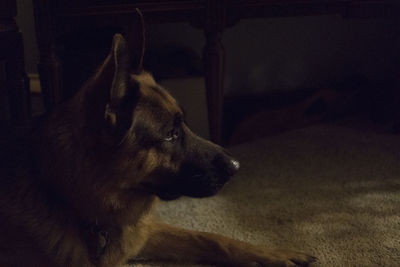 Elevated view of a german shepherd dog