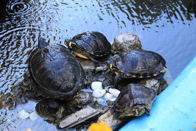 High angle view of turtle in water