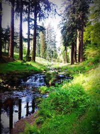 Stream amidst trees in forest