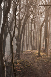 Sunlight streaming through trees in forest