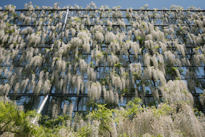 Low angle view of plants growing on land against sky