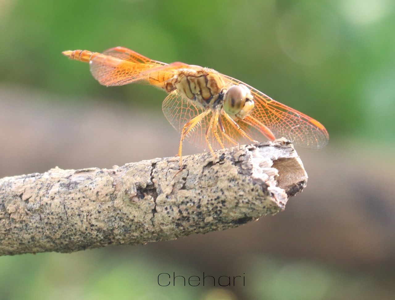 animal themes, animal, animal wildlife, one animal, wildlife, insect, macro photography, nature, close-up, focus on foreground, animal wing, perching, dragonflies and damseflies, tree, branch, no people, outdoors, dragonfly, animal body part, plant, beauty in nature, side view, full length, day, magnification, environment, macro
