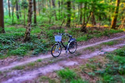 Bicycle on field in forest