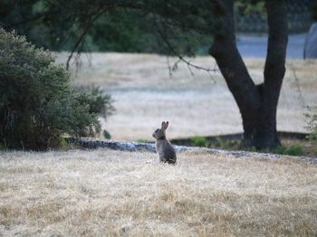 Rabbit in a field