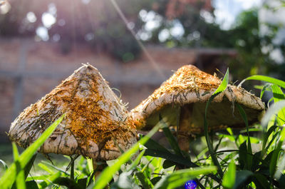 Close-up of butterfly on leaf