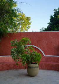 Red plant against stone wall