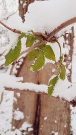 Close-up of frozen plant during winter