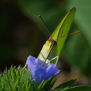 Close-up of butterfly on purple flower