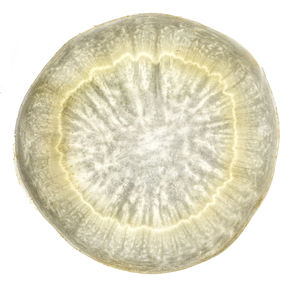 Close-up of lemon slice over white background