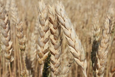 Close-up of wheat growing on field