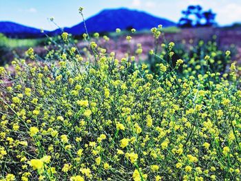 Close-up of yellow flowering plants on field