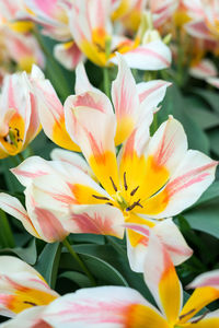 Close-up of multi colored flowering plant