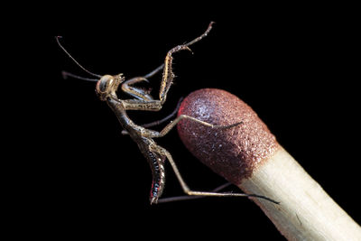 Close-up of insect against black background