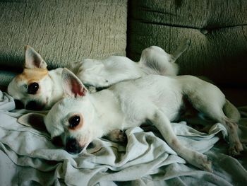 Close-up of dogs lying on floor