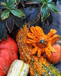 Close-up of pumpkins on market