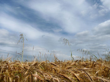 View of stalks in field against cloudy sky