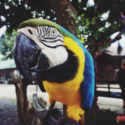 Close-up of blue-and-yellow macaw outdoors