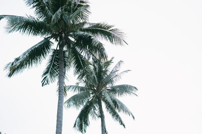 Low angle view of palm tree against clear sky