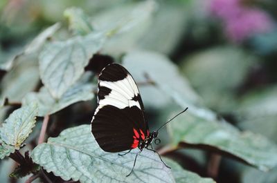 Butterfly on leaf