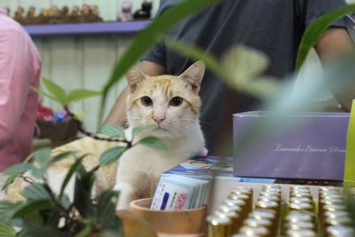 Close-up of cat using smart phone on table