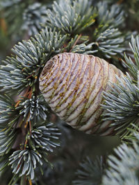 Close-up of pine cone on tree