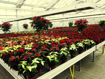 Potted plants in greenhouse