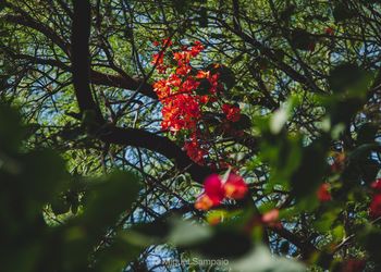 Low angle view of red flowering tree