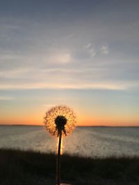 Dandelion against sky during sunset