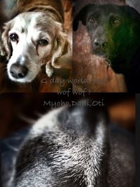 animal themes