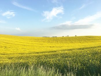 Scenic view of field against sky