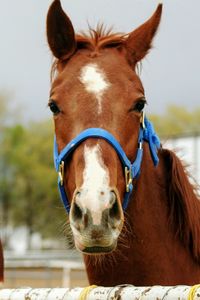 Close-up of horse