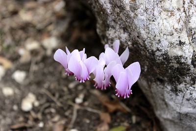 Close-up of purple crocus flower