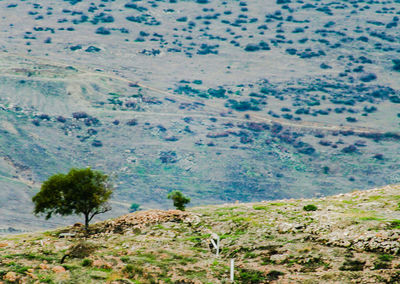 Scenic view of tree on mountain