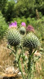 Close-up of thistle flowers on field