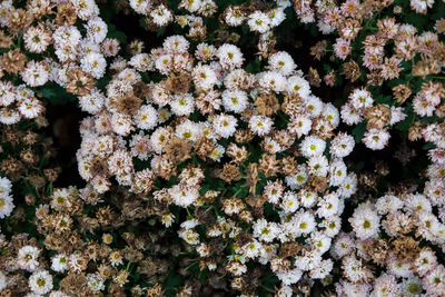 Full frame shot of white flowering plants