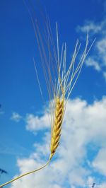 Close-up of wheat plant against blue sky