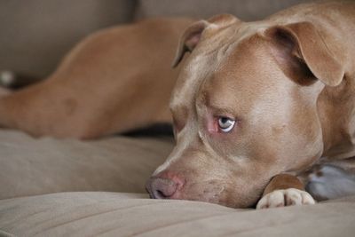 Close-up of dog relaxing on bed