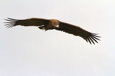 Low angle view of eagle flying in sky